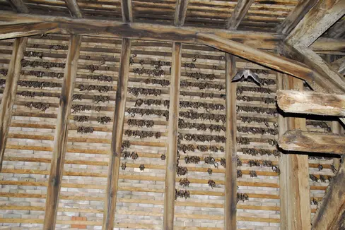 Besonders bedeutend sind in Südtirol die großen Sommerkolonien der Mausohrfledermäuse in mehreren Kirchen des Landes. Bis zu 2000 Weibchen versammeln sich jedes Jahr im Frühjahr in den Dachböden von Kirchen, um ihr Junges zu gebären und über den Sommer großzuziehen. (Foto: Eva Ladurner)