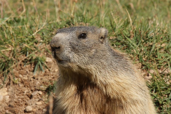 Ritorno in natura: la marmotta è potuta tornare nel suo habitat naturale dopo l'escursione, presumibilmente involontaria, a fondovalle. (Foto: ASP/Alberto Palmarin)
