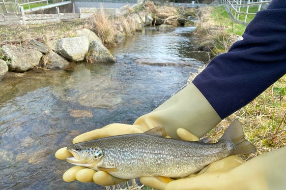 Fließgerinne mit Marmorierten Forellen im Aquatischen Artenschutzzentrum. (Foto: LPA/Aquatisches Artenschutzzentrum)