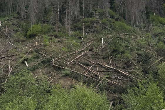 Entlang der SS 244 werden weitere vom Borkenkäfer befallene Bäume entfernt. Dafür ist eine vorübergehende Sperre der Gadertaler Straße notwendig. (Foto: LPA/Ressort für Infrastrukturen und Mobilität)
