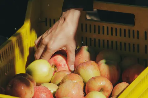 Lavoratrici e lavoratori agricoli stagionali sono impiegati, in Alto Adige, soprattutto nell'ambito della raccolta delle mele, ma anche nella vendemmia. (Foto: pexels.com può essere utilizzata solo per la pubblicazione di questo comunicato stampa)