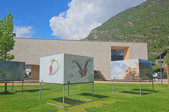 Die neue Freilichtausstellung mit großformatigen Landschafts-, Tier- und Pflanzenfotografien zum Thema 50 Jahre Naturpark ist derzeit vor dem Naturparkhaus in Naturns zu bestaunen. (Foto: LPA/Landesamt für Natur)