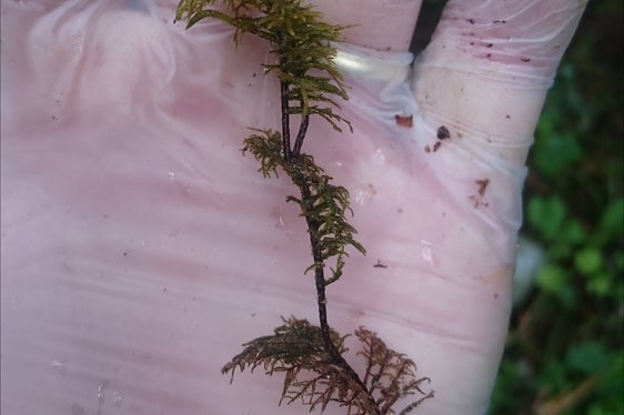 I muschi ricavano la maggior parte dei loro nutrienti direttamente dalle precipitazioni atmosferiche e non dal suolo (Foto: APPA)