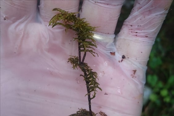 Moose beziehen die meisten ihrer Nährstoffe direkt aus atmosphärischen Niederschlägen und nicht aus dem Boden. Daher werden sie als Indikatoren verwendet. (Foto: LPA/Landesagentur für Umwelt und Klimaschutz)