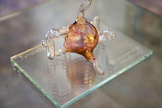 Le spore del nuovo fungo Tyroliella messe sotto vetro e trasformate in un'opera d'arte (Foto: ASP/Fabio Brucculeri)