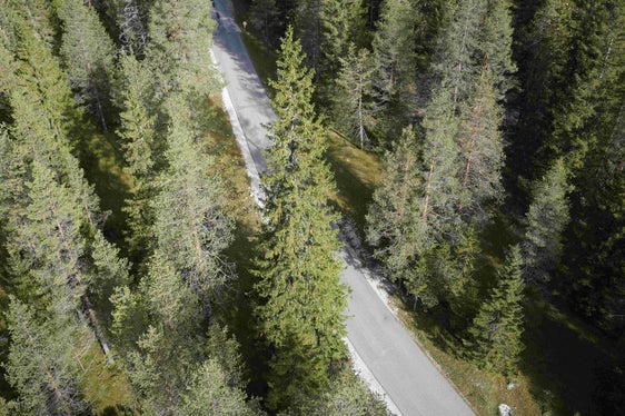 Im Rautal neben der Straße hatte die Fichte etwa 100 Jahre lang ihren Standort. Heute wurde sie gefällt, nun ist sie unterwegs nach Wien. (Foto: LPA/Forstbetrieb Agentur Landesdomäne)