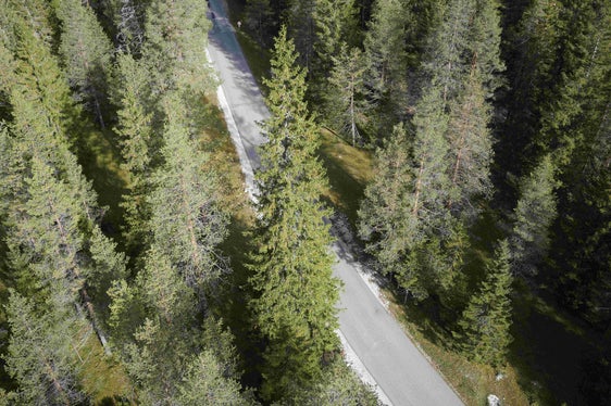 L'abete rosso ha avuto la sua casa nella valle di Tamersc, accanto alla strada, per circa 100 anni. Oggi è stato abbattuto e stasera partirà verso Vienna. (Foto: ASP/Azienda forestale dell'Agenzia Demanio provinciale)