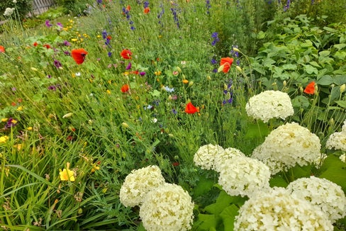 Landesrat Luis Walcher hat in der Sitzung der Landesregierung vom 9. September Maßnahmen für die Erhaltung des Naturraums und der Artenvielfalt vorgestellt, die in Südtirol bereits umgesetzt werden oder sich in Planung befinden. (Foto: LPA/Maja Clara)
