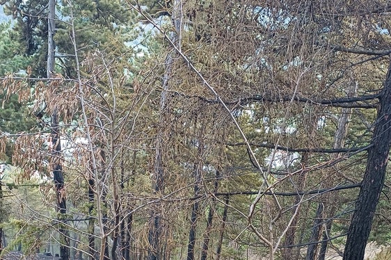 Solo grazie all'intervento deciso e tempestivo dei vigili del fuoco, nonché al supporto dell'elicottero antincendio e del personale forestale, è stato possibile domare rapidamente l'incendio. (Foto: USP/Ispettorato forestale Silandro)