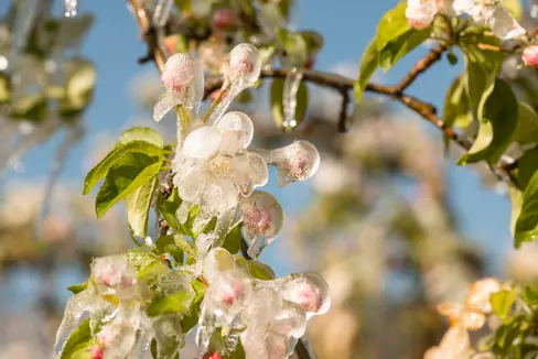 Die Frostberegnung ist häufig die einzige Möglichkeit, um den Landwirt vor dem Ernteausfall zu schützen. (Foto: IDM/Südtiroler Apfelkonsortium/Patrick Schwienbacher)