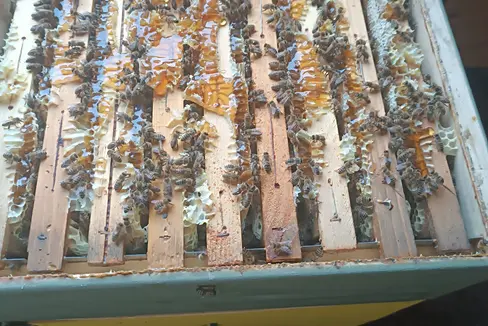 In Südtirol gibt es 40.900 gemeldete Bienenvölker. Im Bild ein gut gefüllter Honigraum eines Bienenvolks. (Foto: LPA/Landesamt für Viehzucht/Jürgen Thomaseth)