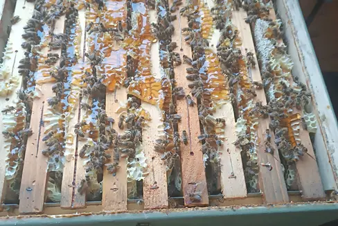 In Alto Adige sono registrate 40.900 colonie di api. L'immagine mostra una camera di liquefazione del miele riempita da una colonia di api. (Foto: USP/Ufficio Zootecnia/Jürgen Thomaseth)