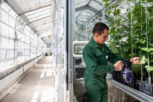 Il settore Difesa delle piante del Centro Laimburg è impegnato già da diversi anni nella ricerca applicata per sviluppare trattamenti di precisione e di lotta biologica agli organismi dannosi. (Foto: USP/Centro di Sperimentazione Laimburg/Ivo Corrà)