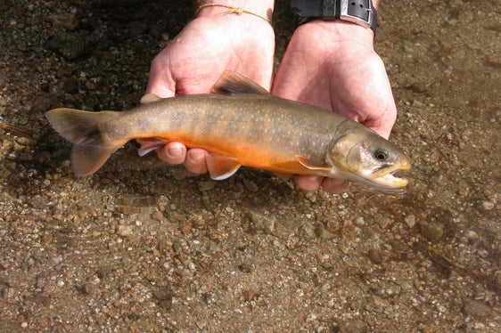 In der Woche vom 3. bis zum 7. August führen Mitarbeiter des Landesamtes für Wildtiermanagement eine Fischbestandserhebung im Pragser Wildsee durch. Im Bild ein Seesaibling, die zu den Salmoniden gehörende Leitfischart im Pragser Wildsee. (Foto: LPA/Landesamt für Wildtiermanagement)