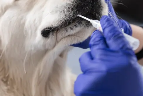 Ulteriori veterinari per il test del DNA canino saranno disponibili dalla fine di gennaio alla fine di marzo (Foto: ASP/Tiberio Sorvillo)