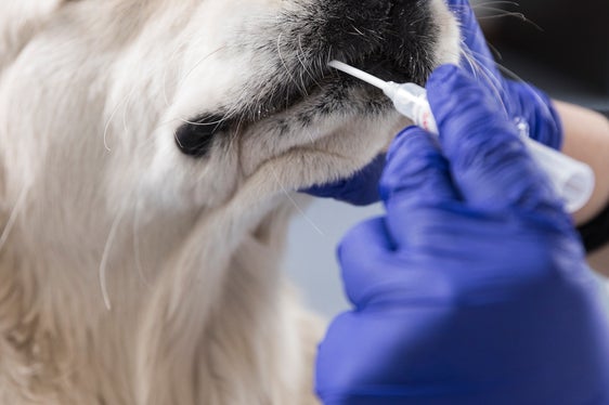 Ulteriori veterinari per il test del DNA canino saranno disponibili dalla fine di gennaio alla fine di marzo (Foto: ASP/Tiberio Sorvillo)