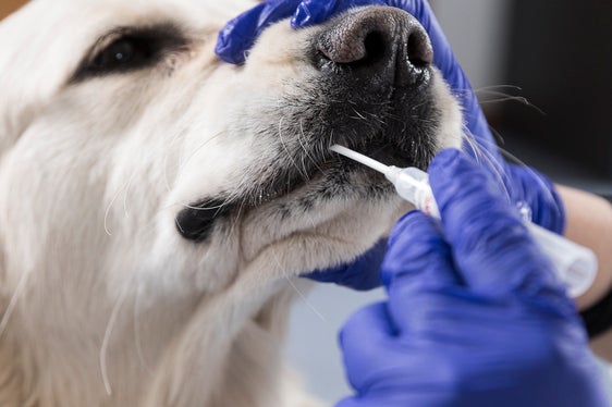 Ulteriori veterinari per il test del DNA canino saranno disponibili dalla fine di gennaio alla fine di marzo (Foto: ASP/Tiberio Sorvillo)