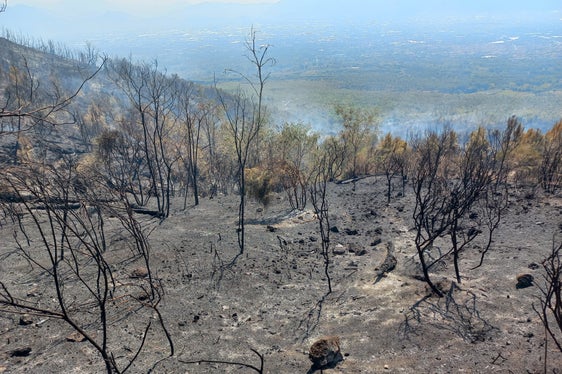An den Hängen des Vesuvs wütete ein Großbrand. Der nationale Zivilschutz in Rom fragte um Unterstützung bei der Brandbekämpfung auch aus Südtirol an. (Foto: LPA/Berufsfeuerwehr Bozen)