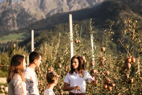 I soggetti attivi a livello agricolo possono ora unirsi per formare dei distretti alimentari e ottenere così l'accesso ai sussidi statali per la commercializzazione dei prodotti locali. (Foto: IDM / Consorzio delle mele dell'Alto Adige / Patrick Schwienbacher)