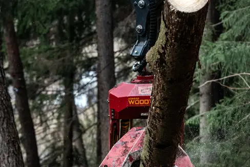 Il 1° giugno sarà il Click Day per le domande di contributo nel settore forestale e del legno. I fondi, 10 milioni di euro di contributi in conto capitale, saranno assegnati in ordine cronologico (Foto: ASP/Ivo Corrà)