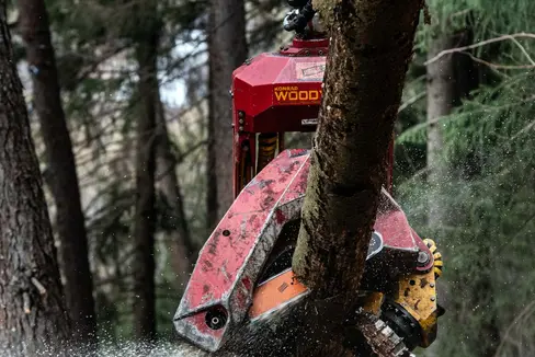 Il 1° giugno sarà il Click Day per le domande di contributo nel settore forestale e del legno. I fondi, 10 milioni di euro di contributi in conto capitale, saranno assegnati in ordine cronologico (Foto: ASP/Ivo Corrà)