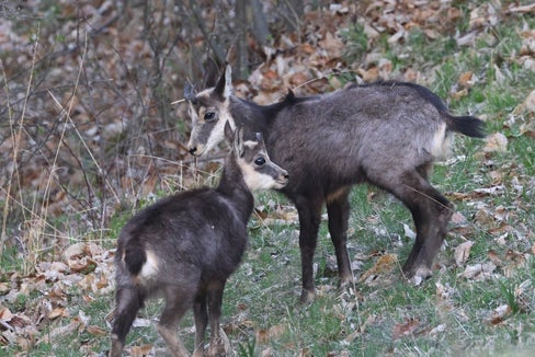 Attraverso il Fondo del paesaggio, che fa capo alla Ripartizione Natura, Paesaggio e Sviluppo del territorio della Provincia, vengono sostenuti anche interventi di miglioramento degli habitat del camoscio (nella foto), specie protetta, nonché del gallo cedrone e del fagiano di monte. (Foto: USP/Horand I. Maier)