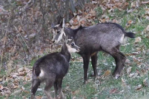 Über den bei der Landesabteilung Natur, Landschaft und Raumentwicklung angesiedelten Landschaftsfonds werden auch Verbesserungsmaßnahmen der Lebensräume des geschützten Gamswildes (im Bild) sowie des Birk- und Auerwildes bezuschusst. (Foto: LPA/Horand I. Maier)