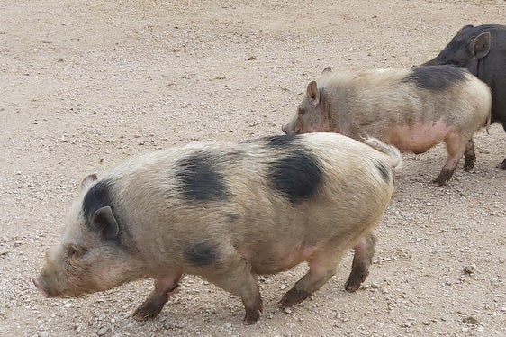 Non esiste una vaccinazione o un trattamento per la peste suina. È dunque importante tenere questa malattia lontana dalle stalle. (Foto: ASP/Ulrike Huber)