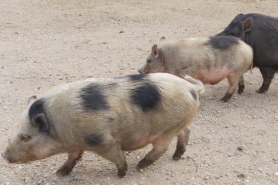 Non esiste una vaccinazione o un trattamento per la peste suina. È dunque importante tenere questa malattia lontana dalle stalle. (Foto: ASP/Ulrike Huber)