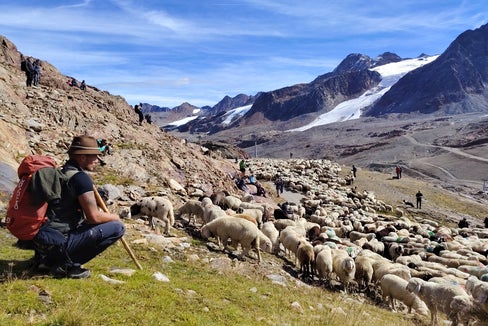 Le pecore tornano con i loro pastori dai pascoli estivi della Ötztal alla val Senales. Il lavoro dei pastori costituisce il fondamento di questo elemento del Patrimonio culturale immateriale. (Foto: USP/Marcella Morandini)