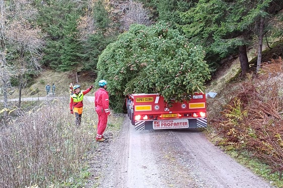 Abfahrt vom Landesforst Hahnebaum in Rabenstein/Moos in Passeier heute mittags: Die 19 Meter hohe Fichte wird den Weihnachtsmarkt in Bozen überstrahlen. (Foto: LPA/Agentur Landesdomäne)