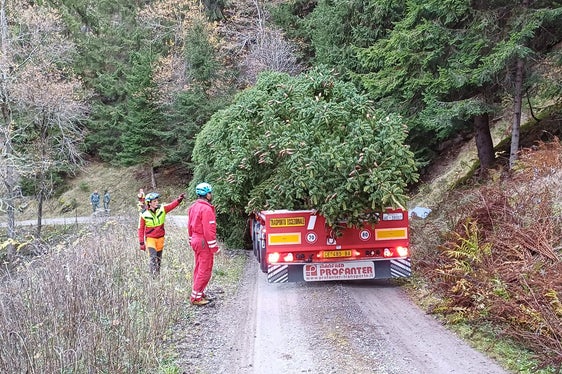 Una fase del trasporto dell'abete rosso tagliato oggi nei boschi di Corvara in Passiria. Lo splendido albero farà da cornice al Mercatino di Natale di Bolzano. (Foto: USP/Agenzia del Demanio)