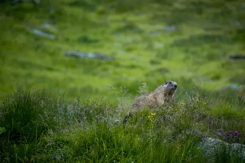 Murmeltiere sind eigentlich nicht jagbare Tiere. Eine festgelegte Anzahl kann in Südtirol aufgrund eines fünfjährigen Managementplans, dem ein Gutachten der Wildbeobachtungsstelle und der ISPRA zugrunde liegt, gejagt werden. (Foto: unsplash)
