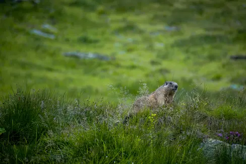 Murmeltiere sind eigentlich nicht jagbare Tiere. Eine festgelegte Anzahl kann in Südtirol aufgrund eines fünfjährigen Managementplans, dem ein Gutachten der Wildbeobachtungsstelle und der ISPRA zugrunde liegt, gejagt werden. (Foto: unsplash)
