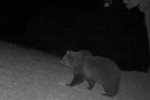 L'orso M75 ha trascorso l'inverno nelle Alpi Sarentine ed è stato avvistato il 5 aprile nel Comune di Barbiano. L'Ufficio Gestione fauna selvatica invita i cittadini a segnalare l'avvistamento di grandi carnivori e ricorda il comportamento corretto da tenere nell'area dell'orso. (Foto: ASP/Ufficio Gestione fauna selvatica)