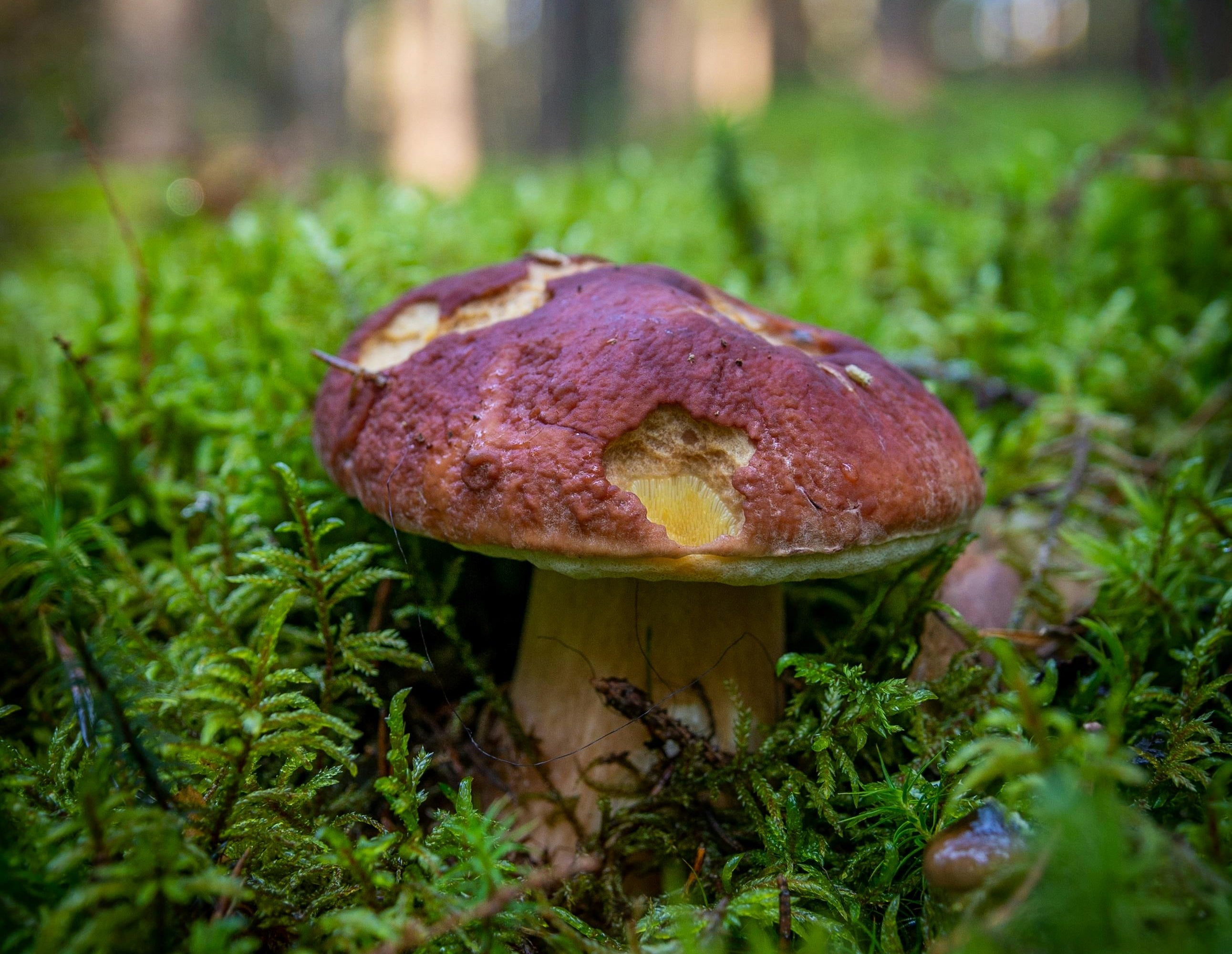 I funghi non sono solo il corpo fruttifero visibile e hanno importanti funzioni nell'ecosistema. In Alto Adige la raccolta è generalmente consentita nei giorni pari dopo aver pagato una diritto fisso, ora aumentato a 10 euro dalla Giunta provinciale. (Foto: Pexels)