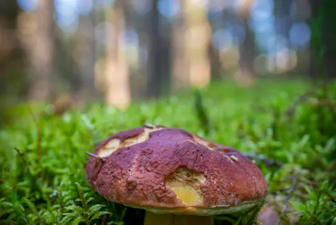 Pilze sind nur der sichtbare Fruchtkörper. Im Ökosystem haben sie wichtige Funktionen. In Südtirol ist Sammeln grundsätzlich an geraden Tagen gegen Entrichtung einer Pilzgebühr erlaubt. Die Gebühr wurde von der Landesregierung auf 10 Euro angehoben. (Foto: Pexels)