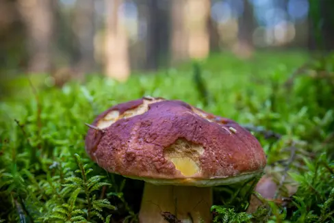 Pilze sind nur der sichtbare Fruchtkörper. Im Ökosystem haben sie wichtige Funktionen. In Südtirol ist Sammeln grundsätzlich an geraden Tagen gegen Entrichtung einer Pilzgebühr erlaubt. Die Gebühr wurde von der Landesregierung auf 10 Euro angehoben. (Foto: Pexels)