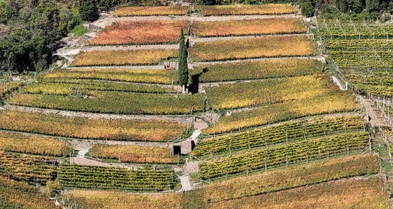 Thema beim Euregio-Kulturdonnerstag am 28. November 2024: Wein als prägendes Element für Landschaft (im Bild: St. Magdalena bei Bozen) Kultur, Geschichte und Identität. (Foto: Euregio)