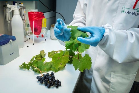 L'EuregioScienceFund sostiene progetti transfrontalieri che coinvolgono istituti di ricerca (nella foto un laboratorio di Laimburg Research) nei territori dell'Euregio: Tirolo, Alto Adige e Trentino. (Foto: USP/Laimburg Research/Ivo Corrà)