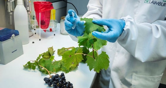 L'EuregioScienceFund sostiene progetti transfrontalieri che coinvolgono istituti di ricerca (nella foto un laboratorio di Laimburg Research) nei territori dell'Euregio: Tirolo, Alto Adige e Trentino. (Foto: USP/Laimburg Research/Ivo Corrà)