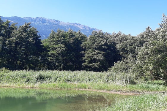 Der kleine Teich, der im Biotop Englisch Moos angelegt wurde (Foto: LPA/Amt für Natur)