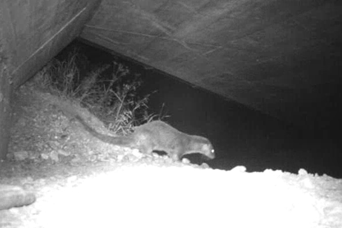 La lontra ferita fotografata in Val d'Ega (Foto: ASP/Ufficio Gestione fauna selvatica)