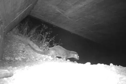 La lontra ferita fotografata in Val d'Ega (Foto: ASP/Ufficio Gestione fauna selvatica)