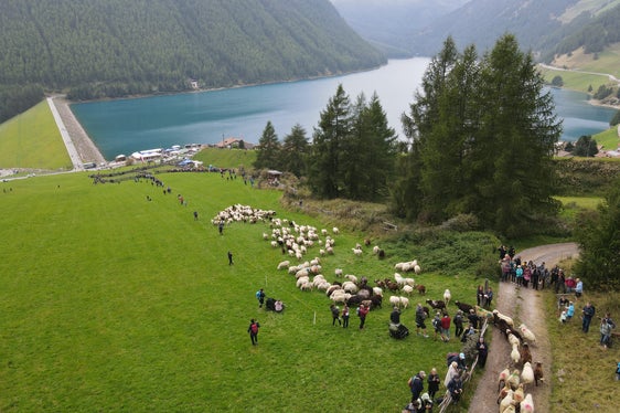 Auch in diesem Jahr sind die rund 1500 Schafe, die über das Niederjoch ziehen, wieder gut am Vernagter Stausee angekommen. (Foto: LPA/Gnews)