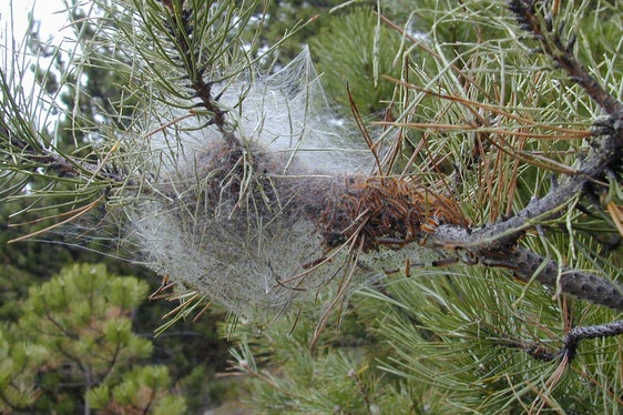 Typisches weißes Prozessionsspinner-Nest an einem Nadelbaum. (Foto: LPA/Abteilung Forstwirtschaft)