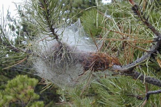 Typisches weißes Prozessionsspinner-Nest an einem Nadelbaum. (Foto: LPA/Abteilung Forstwirtschaft)