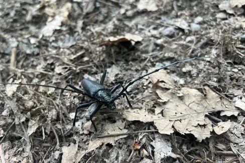 Il cerambice della quercia (Cerambyx cerdo) è una delle dieci specie animali e vegetali selezionate e protette che vengono censite nell'ambito del progetto di citizen science dell'Ufficio Natura. È presente nei boschi di querce e predilige le zone più calde. (Foto: USP/Andrea Prünster)