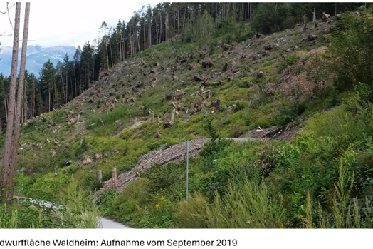 Projekt Waldheim in Bruneck: Windwurffläche, September 2019 (Foto: LPA/Forststation Bruneck)