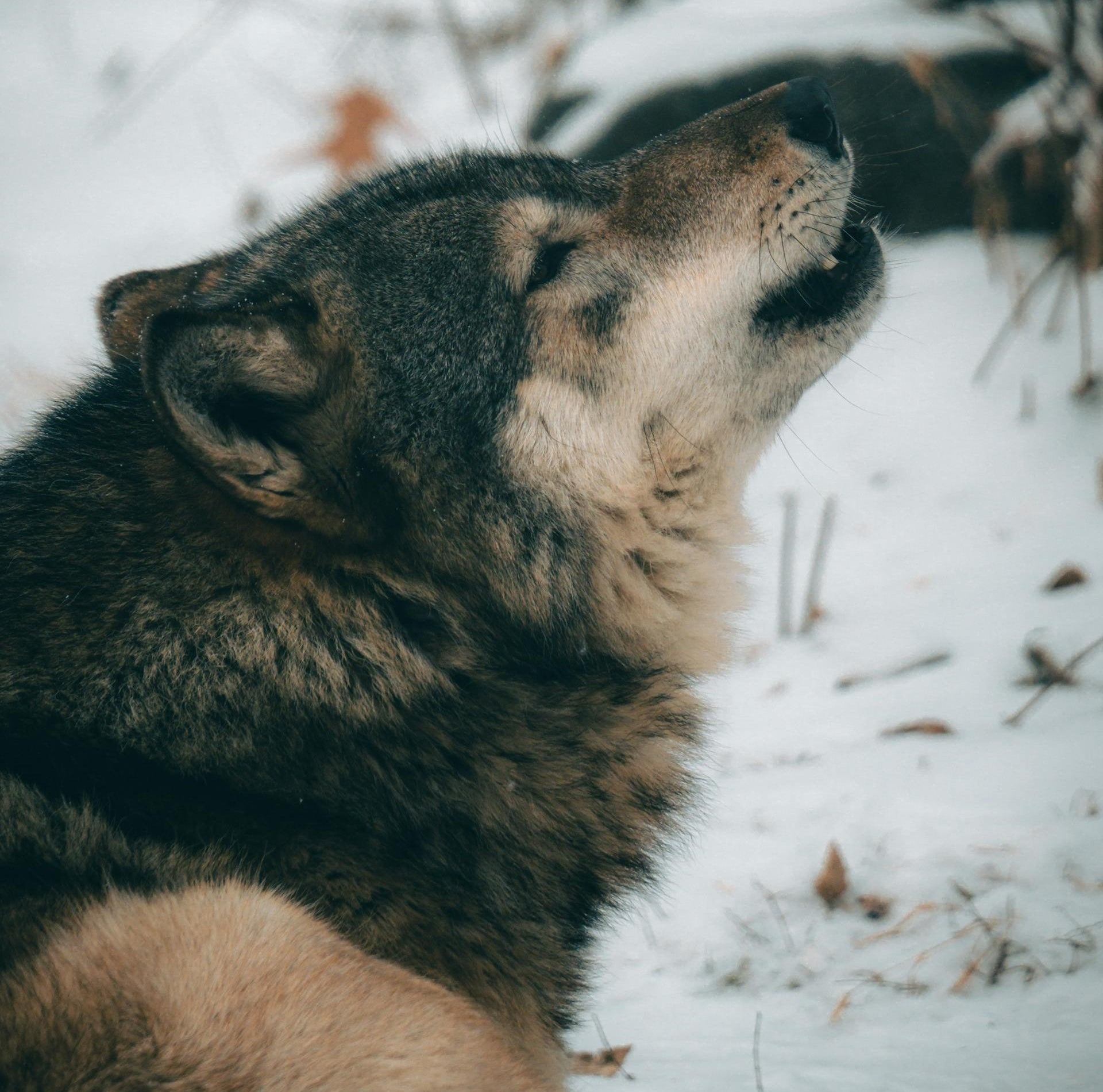 Declassato lo status di protezione del lupo. Walcher: Opportunità per ridurre gli oneri per gli agricoltori e la gestione dei pascoli di montagna”. (Foto: Pexels)
